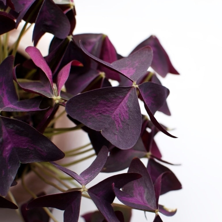 Oxalis Triangularis (Trébol Morado)