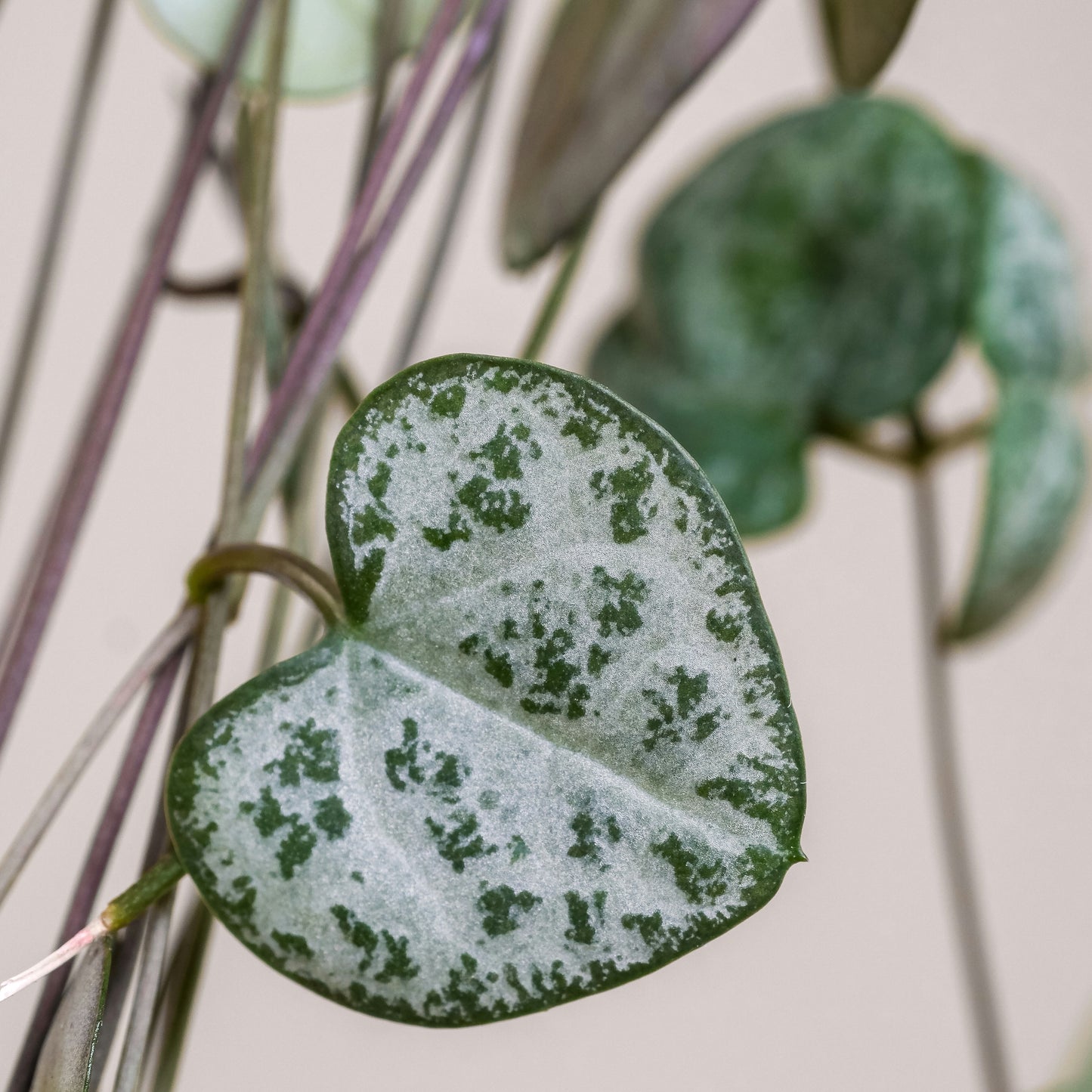 Ceropegia Woodii