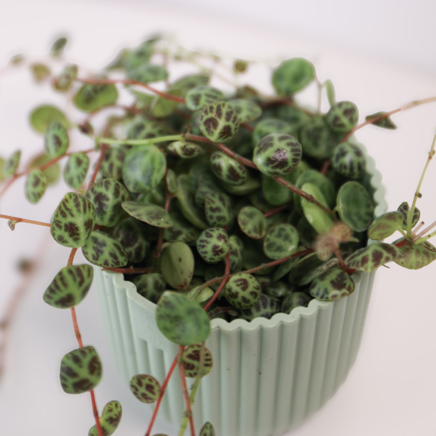 Peperomia Prostrata 'String of turtles'