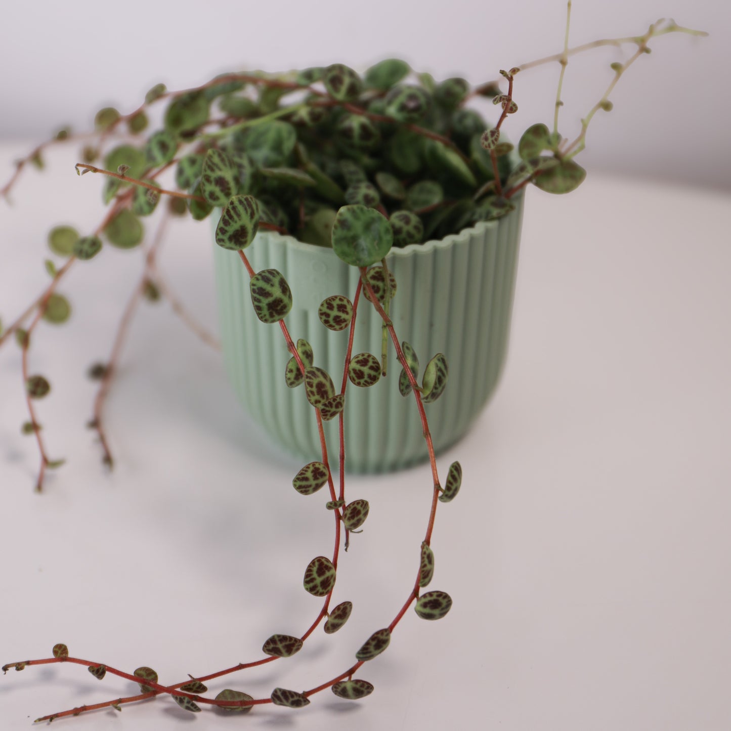 Peperomia Prostrata 'String of turtles'