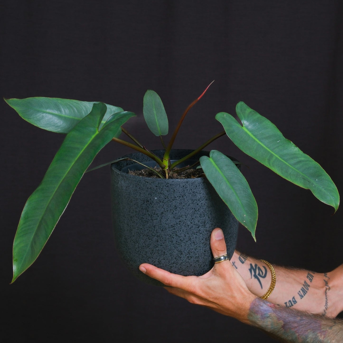 Philodendron Billietiae Crocata