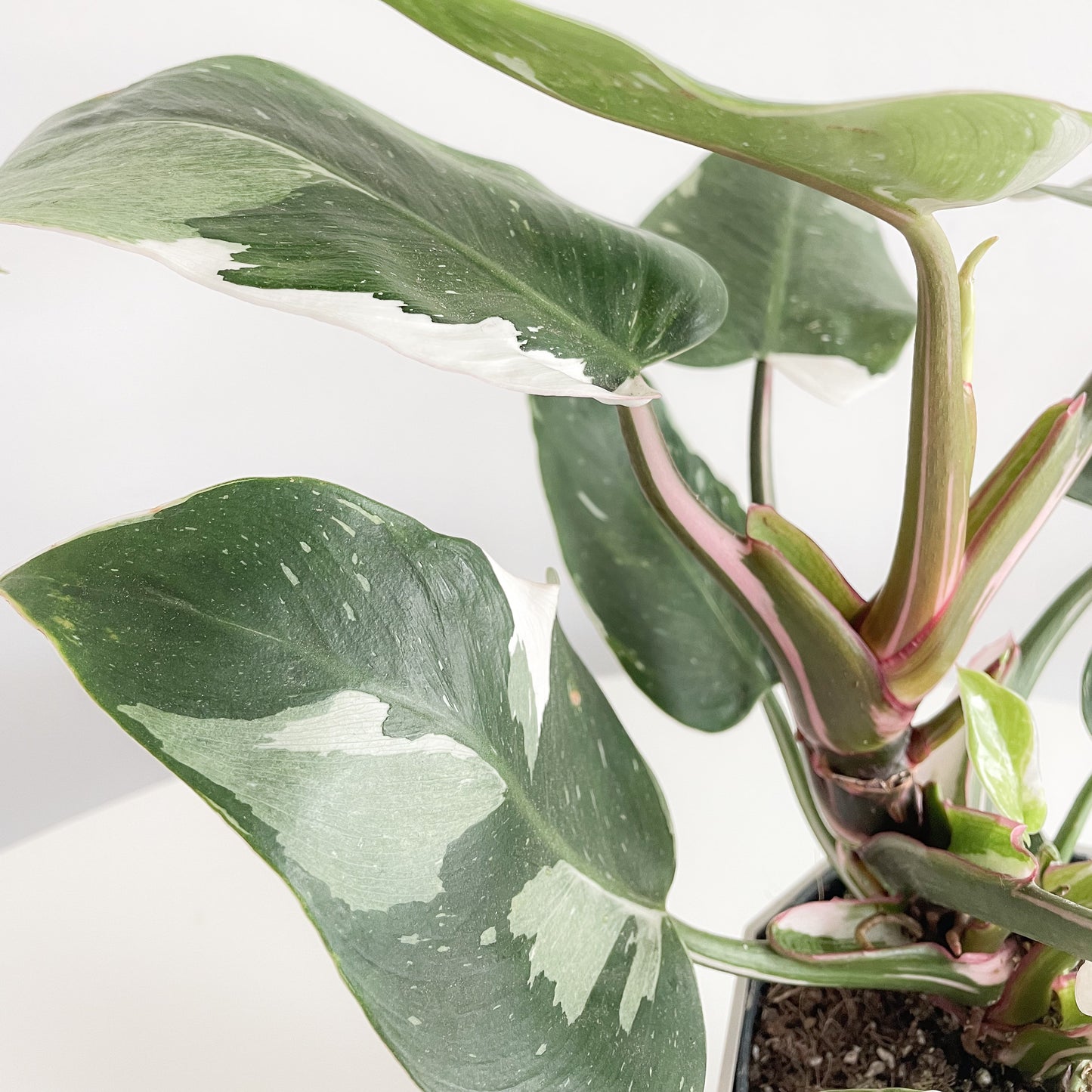 Philodendron White Princess