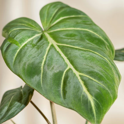 Philodendron Gloriosum