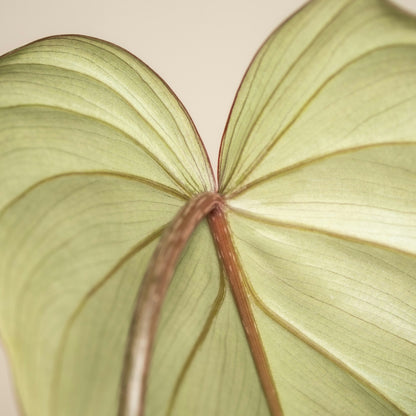 Philodendron Gloriosum