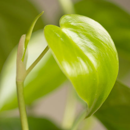 Philodendron Scandens Green