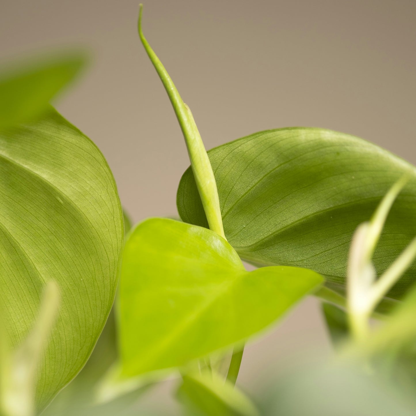 Philodendron Scandens Green