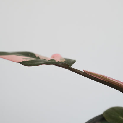 Philodendron Pink Princess