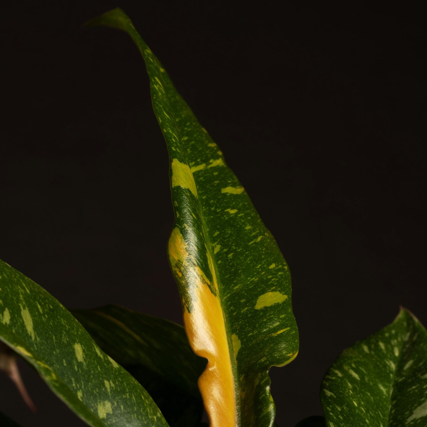 Philodendron Ring of Fire