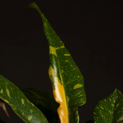 Philodendron Ring of Fire