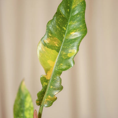 Philodendron Ring of Fire