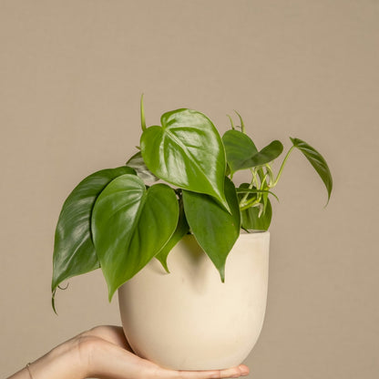 Philodendron Scandens Green