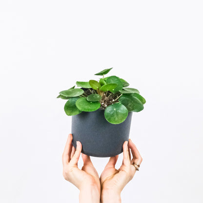 Pilea Peperomioides