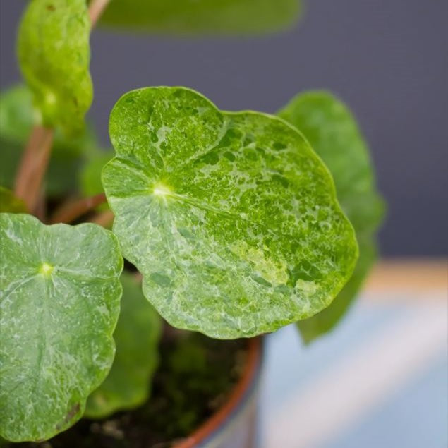 Pilea Peperomioides Sugar 'Variegata'