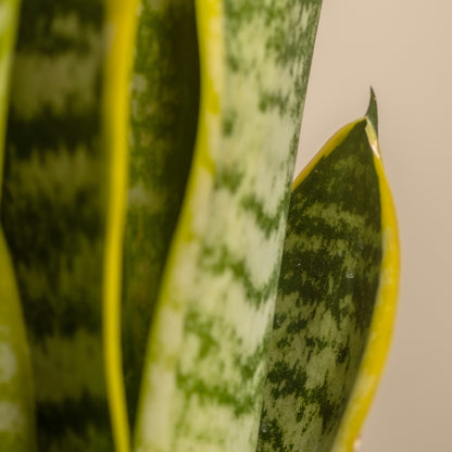 Sansevieria Futura Superba - Lengua de Suegra