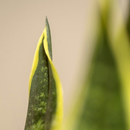 Sansevieria Futura Superba - Lengua de Suegra