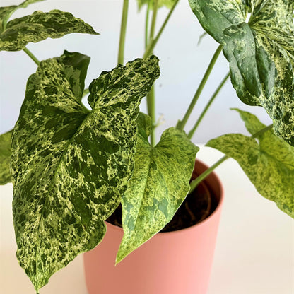 Syngonium Mottled Mojito