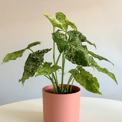 Syngonium Mottled Mojito