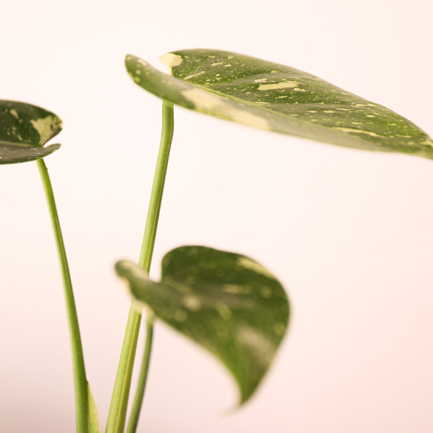 Monstera Thai Constellation