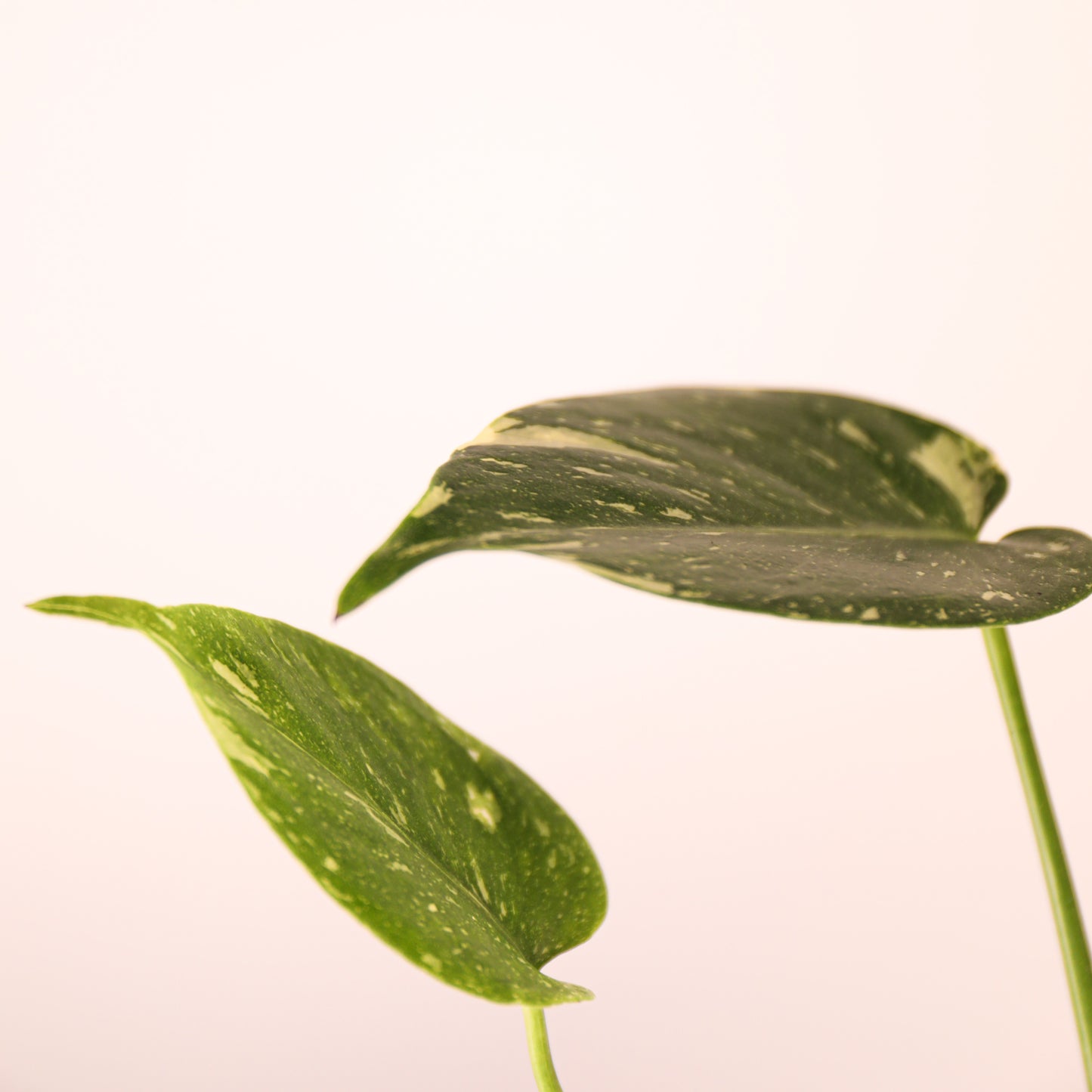 Monstera Thai Constellation