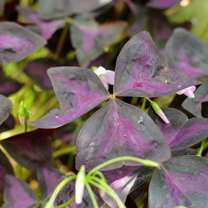 Oxalis Triangularis (Trébol Morado)