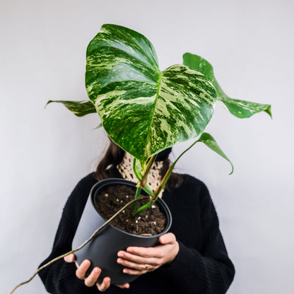 Monstera Deliciosa Albo Variegada