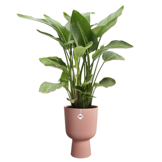 Maceta Vibes Fold Coupe 30cm - Elho